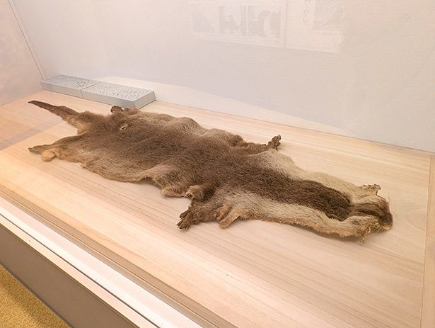 特徴から、ニホンカワウソの可能性が高いとされる毛皮。捕獲場所が不明のため、学術的には推定とされる