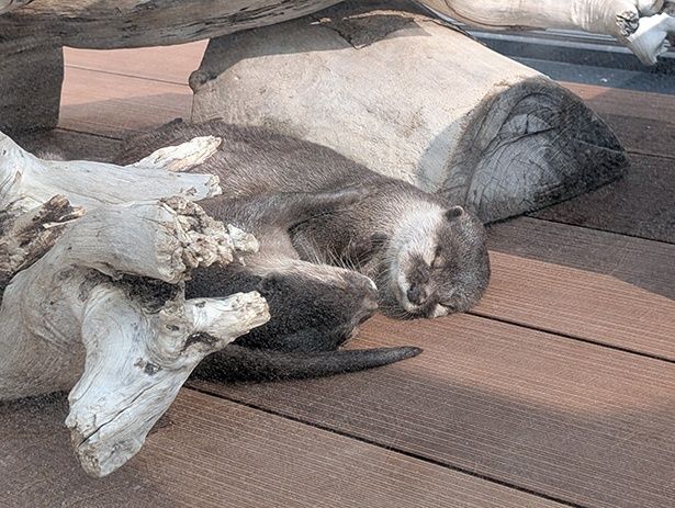1階、屋外エリア潮風の庭にいるのは、大分マリーンパレス水族館うみたまごから里帰りしたツバキと2頭の子どもたち、まめ吉とつね吉