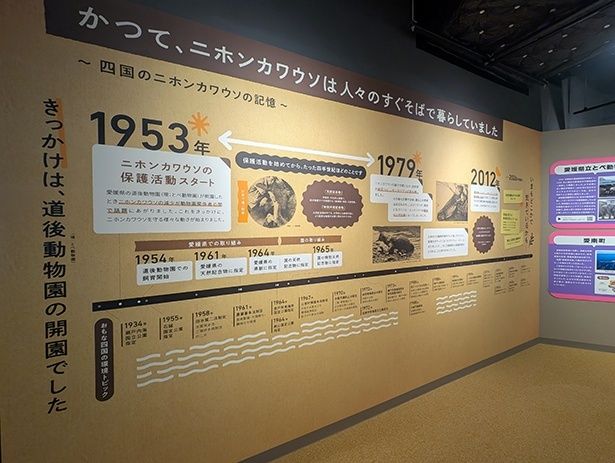 保護活動の歴史を示した年表