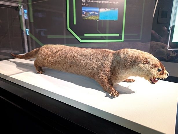 ニホンカワウソは、頭から胴体の長さが約55〜80センチメートル、尻尾の長さが約35〜60センチメートルと、かなり大きい