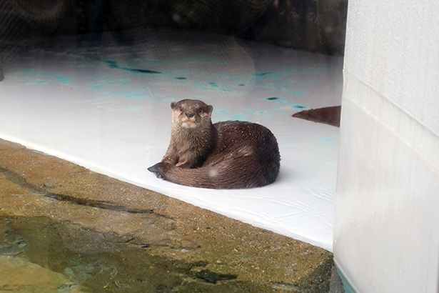 2階の淡水ゾーン「川獺がいた景」にいる、ツバキの姉妹・ナズナ。プールや陸地を活発に動く姿を観察しよう