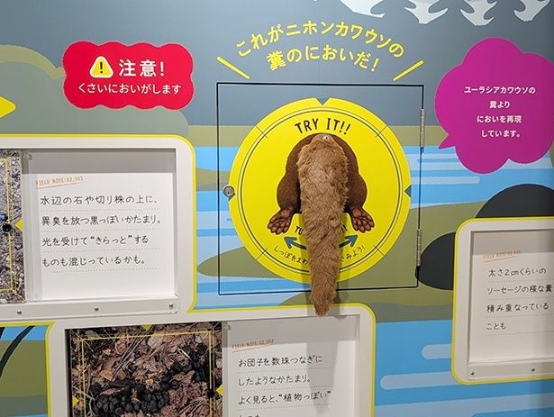 近縁種であるユーラシアカワウソのフンのにおいを再現した展示