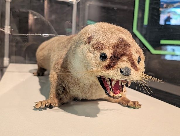 迫力のある表情のニホンカワウソのはく製標本