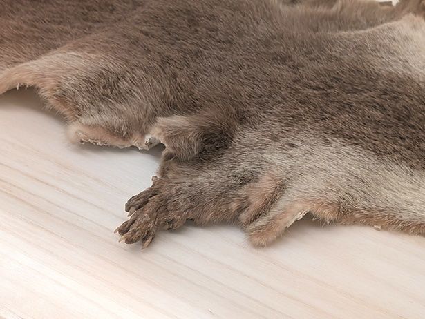 毛並みはもちろん、色合いや指や爪までしっかり残っている。桐箱に入っていたため、保存状態がとてもよいのだそう