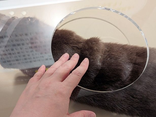 カナダカワウソの毛皮を触ることができる。優しく触ろう