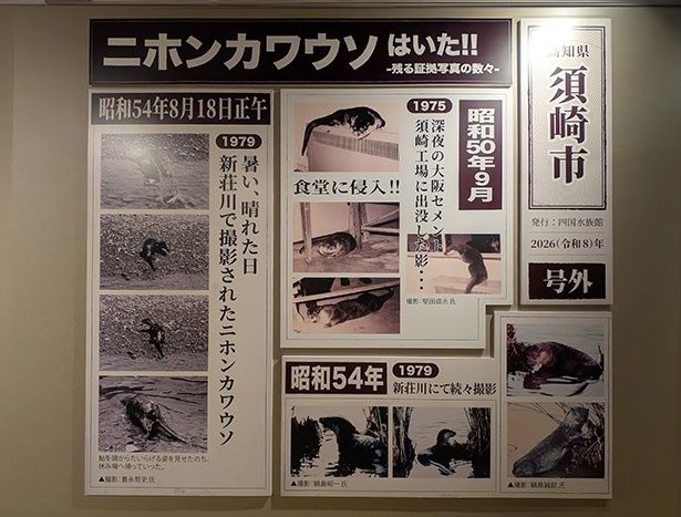 ニホンカワウソの目撃情報。当時の新聞記事をイメージしている