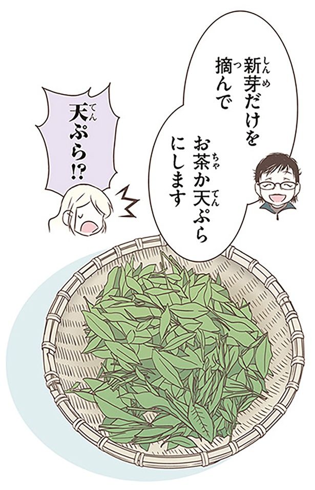 新芽だけを摘んでお茶か天ぷらにします （C）オーサ・イェークストロム／KADOKAWA