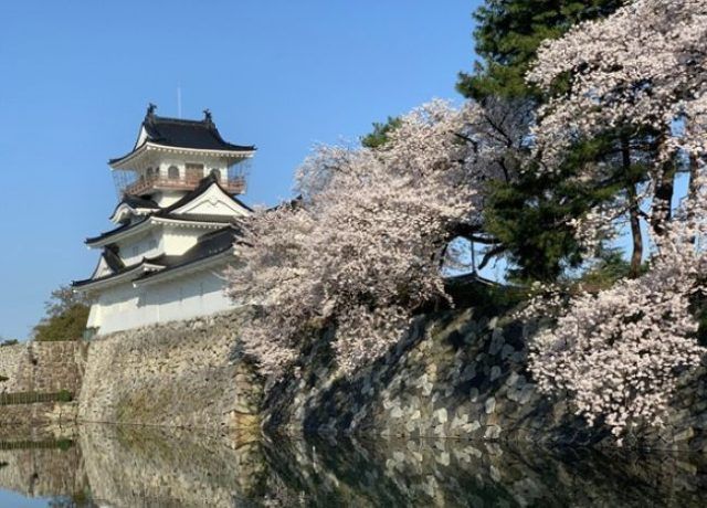 富山城と桜