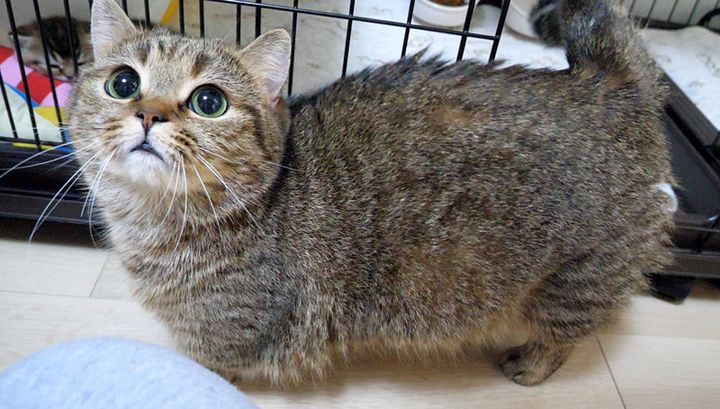 かまって欲しい母猫