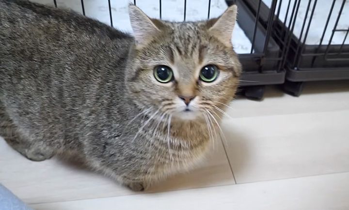 かまって欲しい母猫