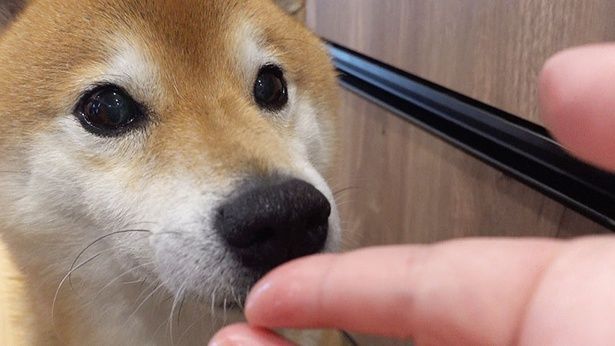 気になっていた鼻の下のはげた部分に、お薬を塗ってもらう