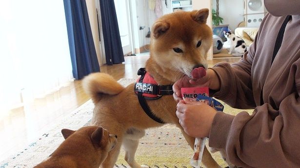 病院を頑張ったご褒美に、おやつをせがむ