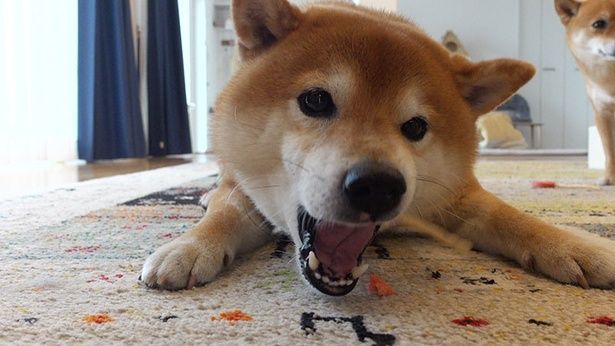 おやつにがっつくはちくん