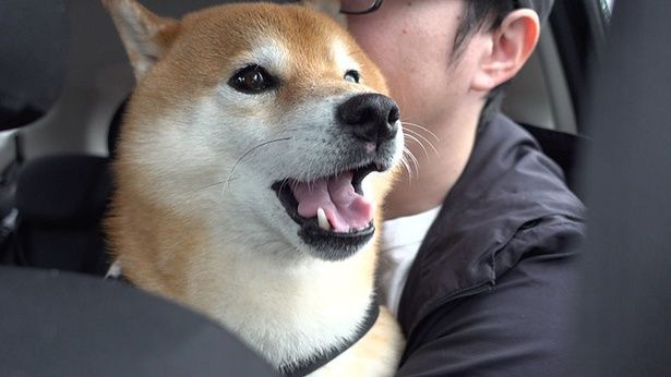 「いやだよー」と鳴く病院が苦手なはちくん