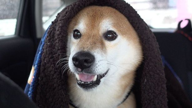 少しでも落ち着くようにと、毛布にくるまれる