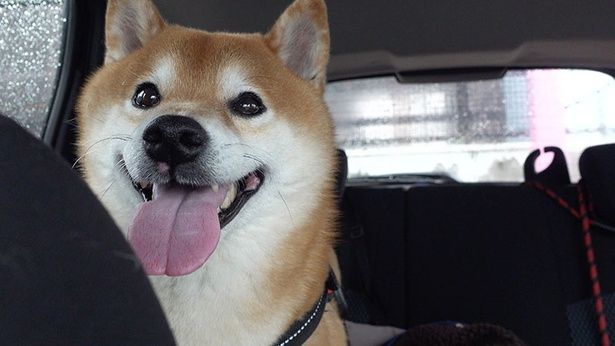 2回目の採血が終わり、解放感にあふれるはちくん