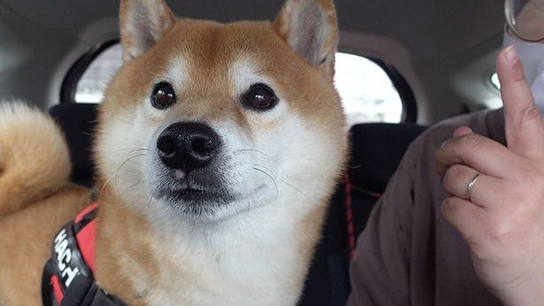 …と思いきや、「採血をもう一度」と言われて笑顔が消えたはちくん