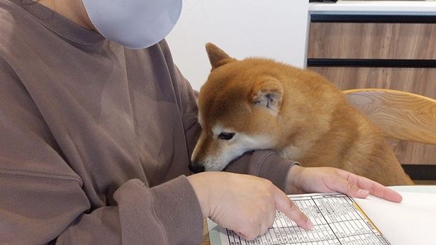 あまり興味のなさそうなはちくん