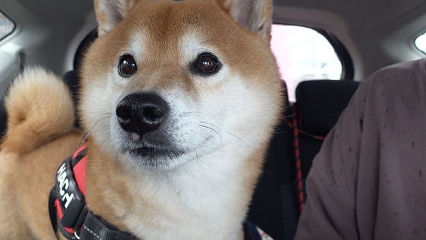 ママさんから嫌なお知らせを聞いて、真顔になるはちくん