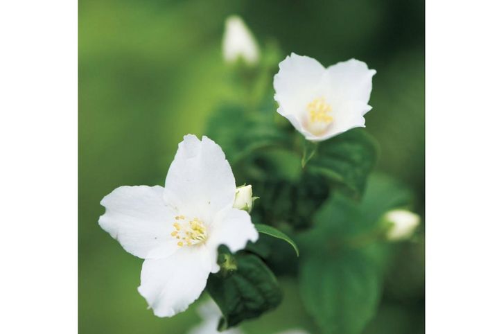 4月28日の花とは？【366日の誕生花と幸せの花言葉】