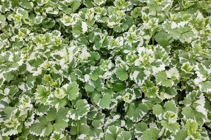 斑入り葉の園芸品種