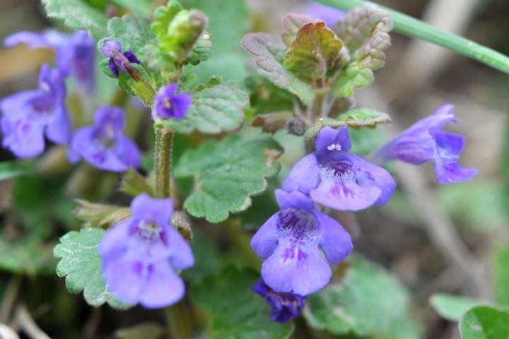 セイヨウカキドオシ