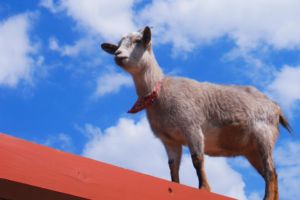 市川市動植物園のSNSフォロワー数が20万突破！