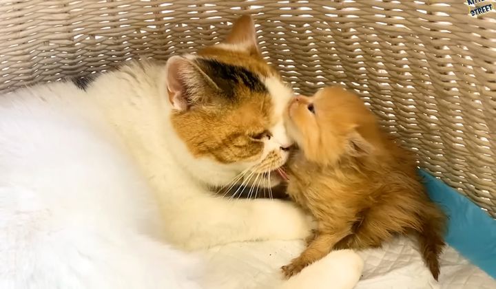 子猫を毛づくろいする猫