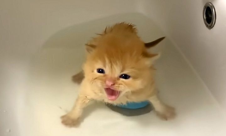 お風呂に入った子猫