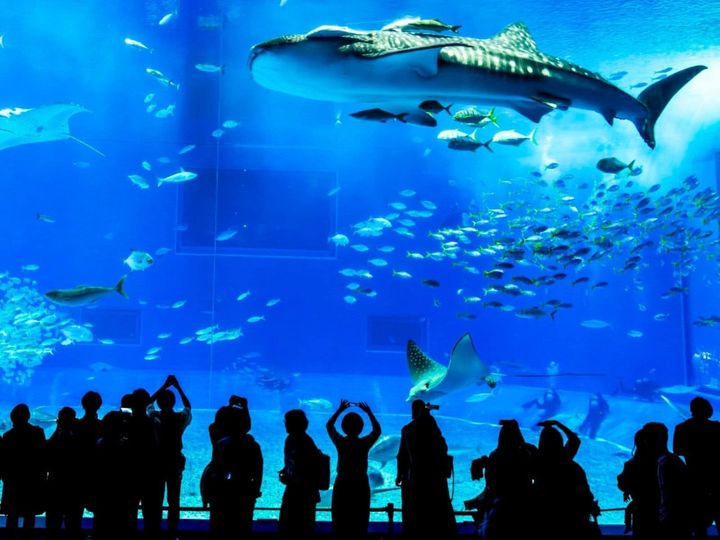 All About ニュース編集部が全国251人を対象に実施した「旅行先に関するアンケート」の調査結果から、【20代限定】春に行きたいと思う「沖縄県の旅行先」ランキングを発表！ 3位「沖縄美ら海水族館」を抑えた同率1位は？