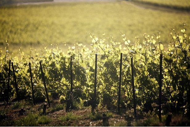 テタンジェが所有するシャンパーニュ地方屈指の288ヘクタールのブドウ畑