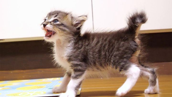 ご飯が食べたい子猫