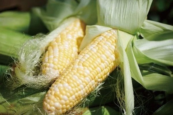 【長野県長野市】長野駅直結！野菜ジェラートの専門店「centotto gelato MIDORI長野店」がリニューアル