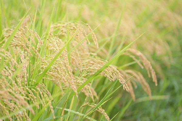 【長野県佐久市】農薬不使用の“生きもの田んぼ”で手作業での田植え体験！収穫後に1kgのお米が届く