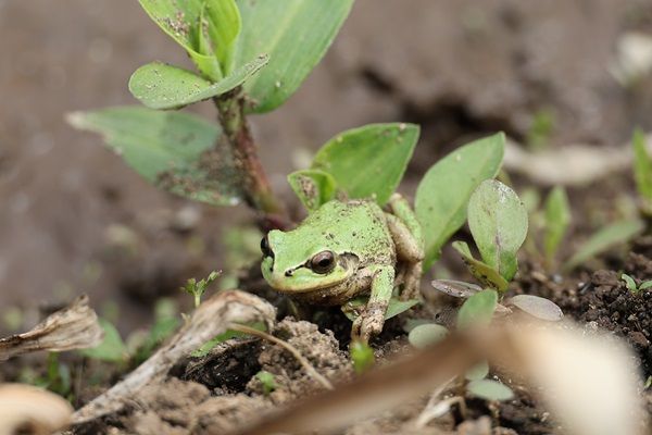 【長野県佐久市】農薬不使用の“生きもの田んぼ”で手作業での田植え体験！収穫後に1kgのお米が届く