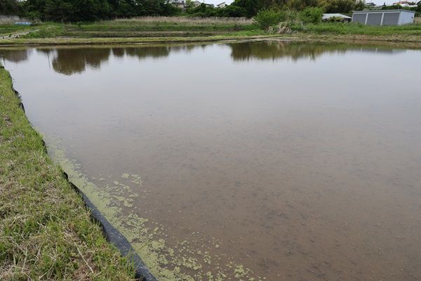 【長野県佐久市】農薬不使用の“生きもの田んぼ”で手作業での田植え体験！収穫後に1kgのお米が届く