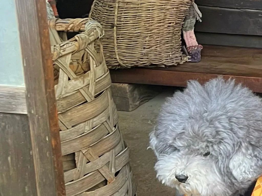 愛犬と過ごす幸せな日常が話題に