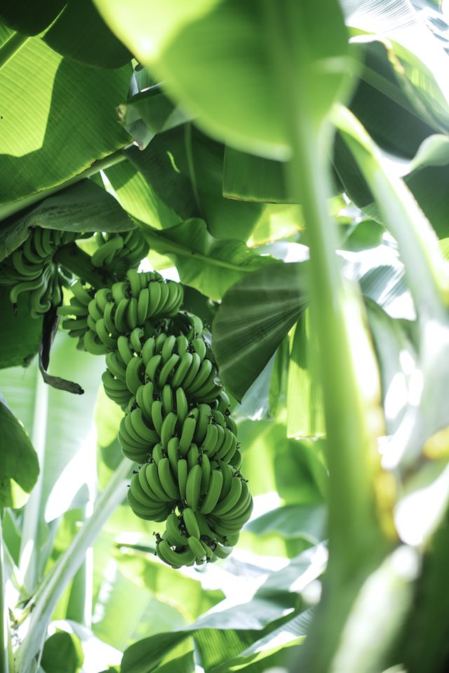 青いバナナ