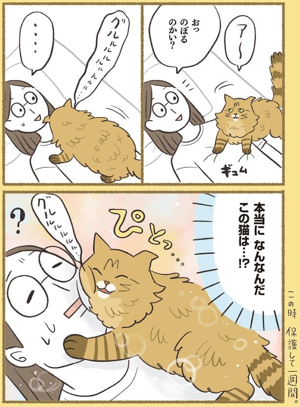 本当になんなんだこの猫は…！？ （C）ふじもりはる／KADOKAWA