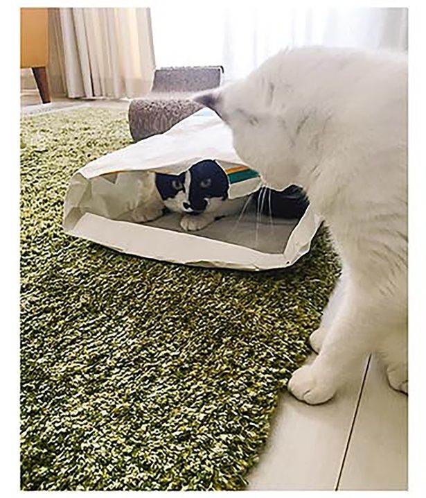 さっと現れ （C）卵山玉子／KADOKAWA