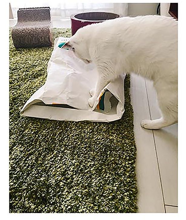 すぐ梱包 （C）卵山玉子／KADOKAWA