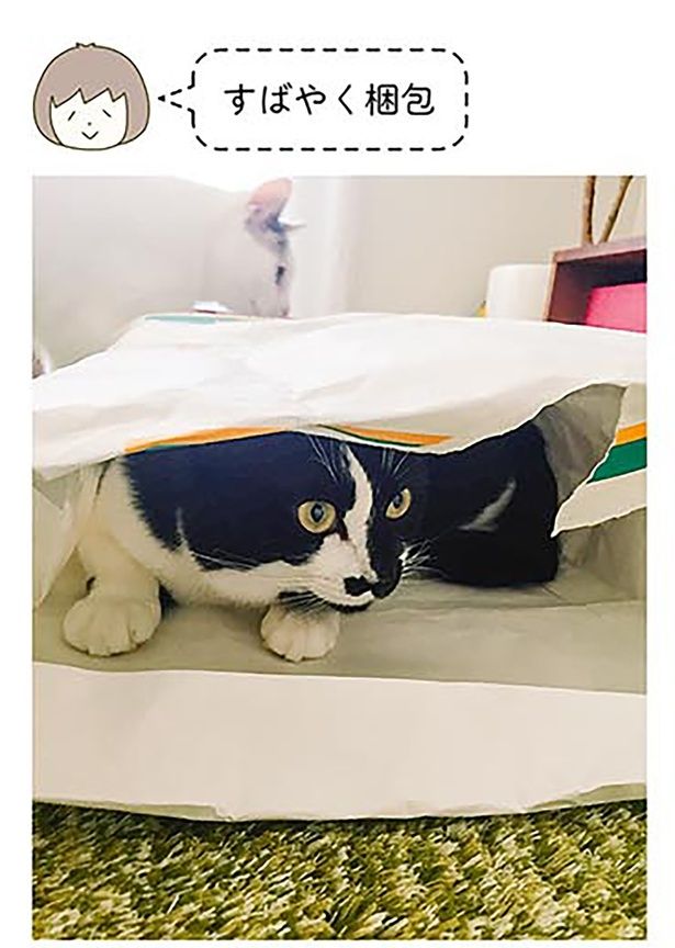 すばやく梱包 （C）卵山玉子／KADOKAWA