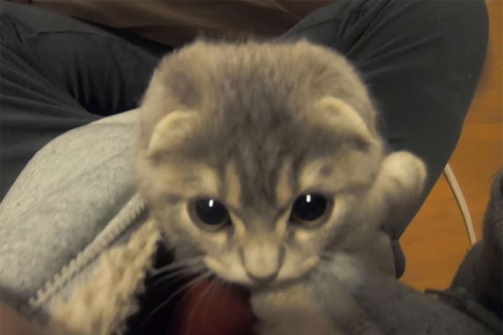 服の中からひょっこり顔を出した子猫…上目遣いがたまらんです……！