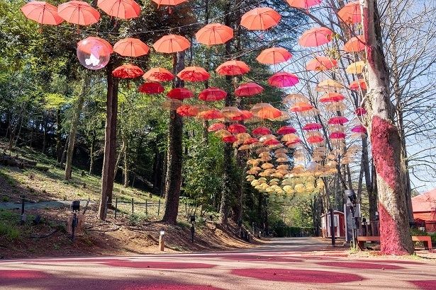 晴れた日には光の透過で地面にもアンブレラの花が咲く