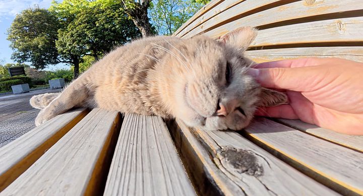 ナデナデされる猫