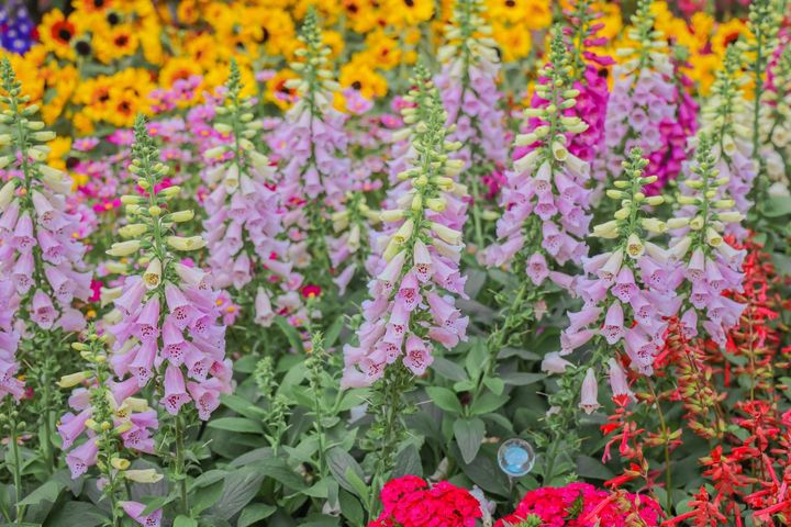 ジギタリスとサルビアなど