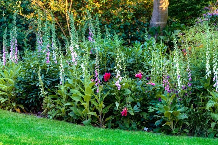 ジギタリスとシャクヤクなど