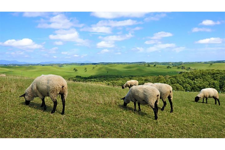 羊肉の品種として人気が高いサフォーク種。