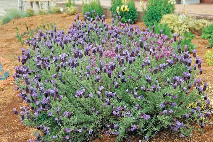 この春から育てたい！【ラベンダー】栽培を成功させる「温・湿・日」の三原則とは？