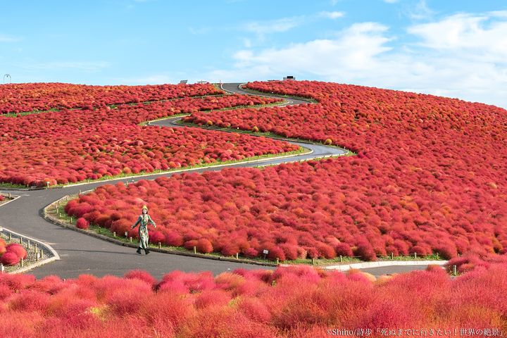茨城県｜国営ひたち海浜公園のコキア